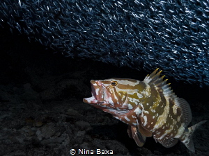 Grotto Buffet.
Nassau Grouper (Epinephelus striatus) wit... by Nina Baxa 